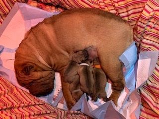 Born March 9 2020. Ryley/Iron litter