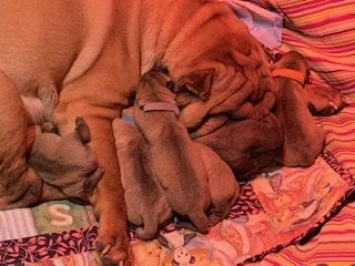 Ryley/Iron litter. DOB March 9/ 2020 4 male, 1 female